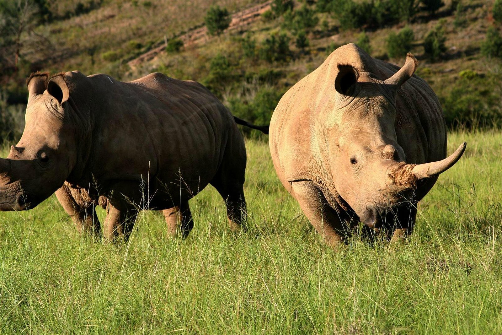 Full Day Safari Tour